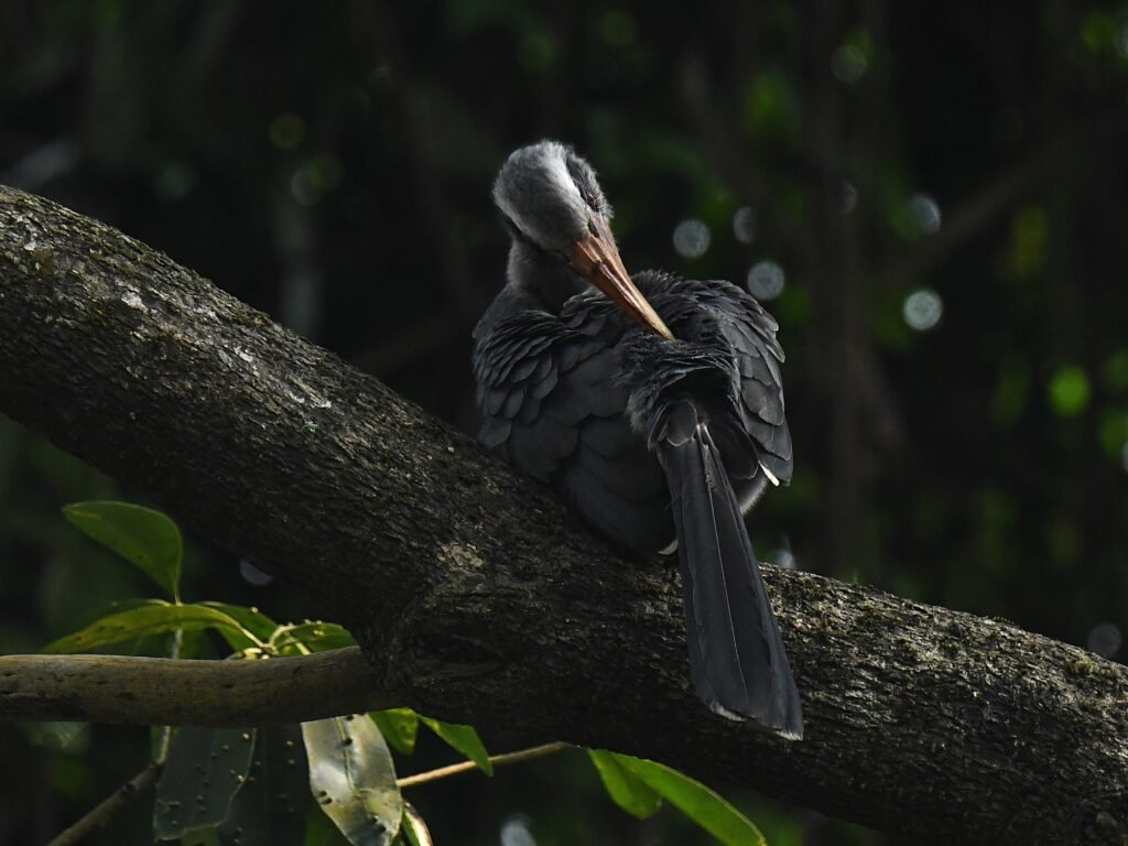malehornbill