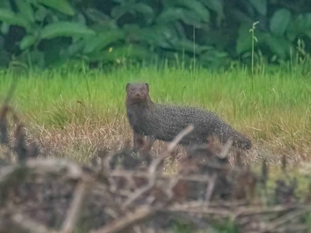 mongoose