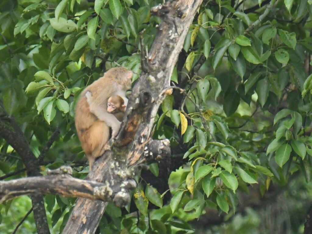 monkeymum