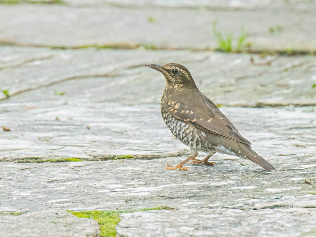 piedthrush1
