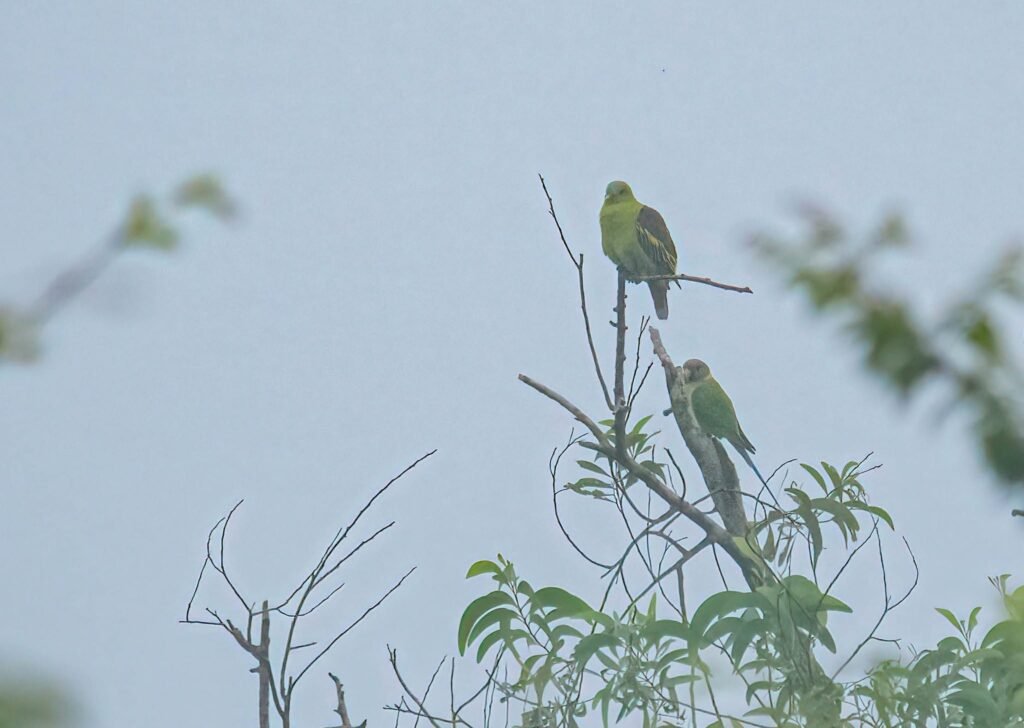 pigeonandparakeet