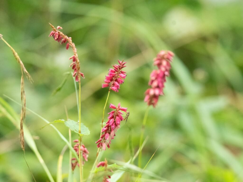 pinkflowers