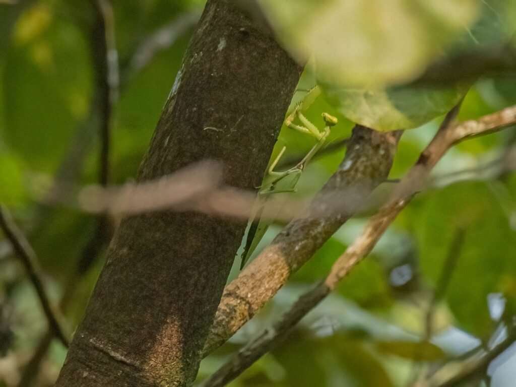 prayingmantis