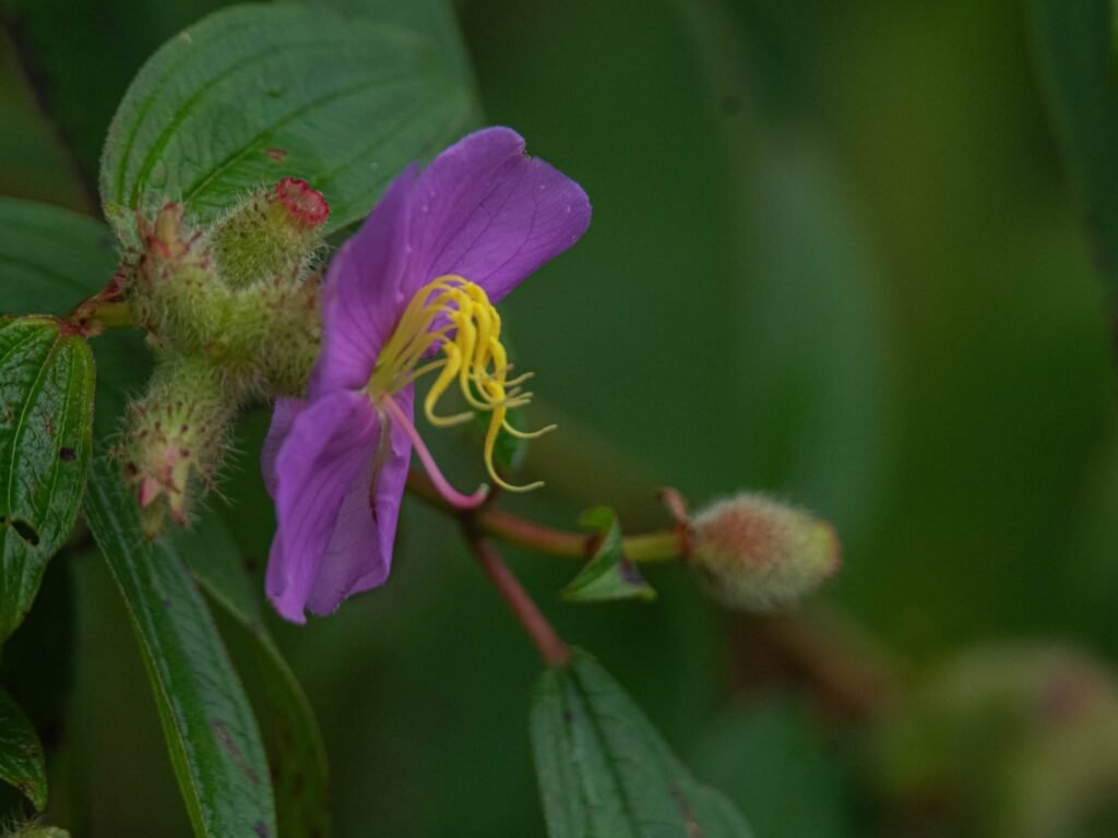 purpleflower