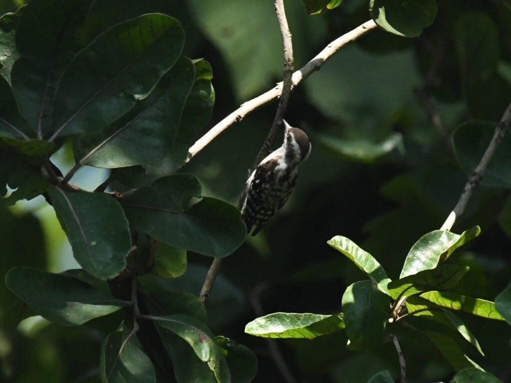 pygmywoodpecker