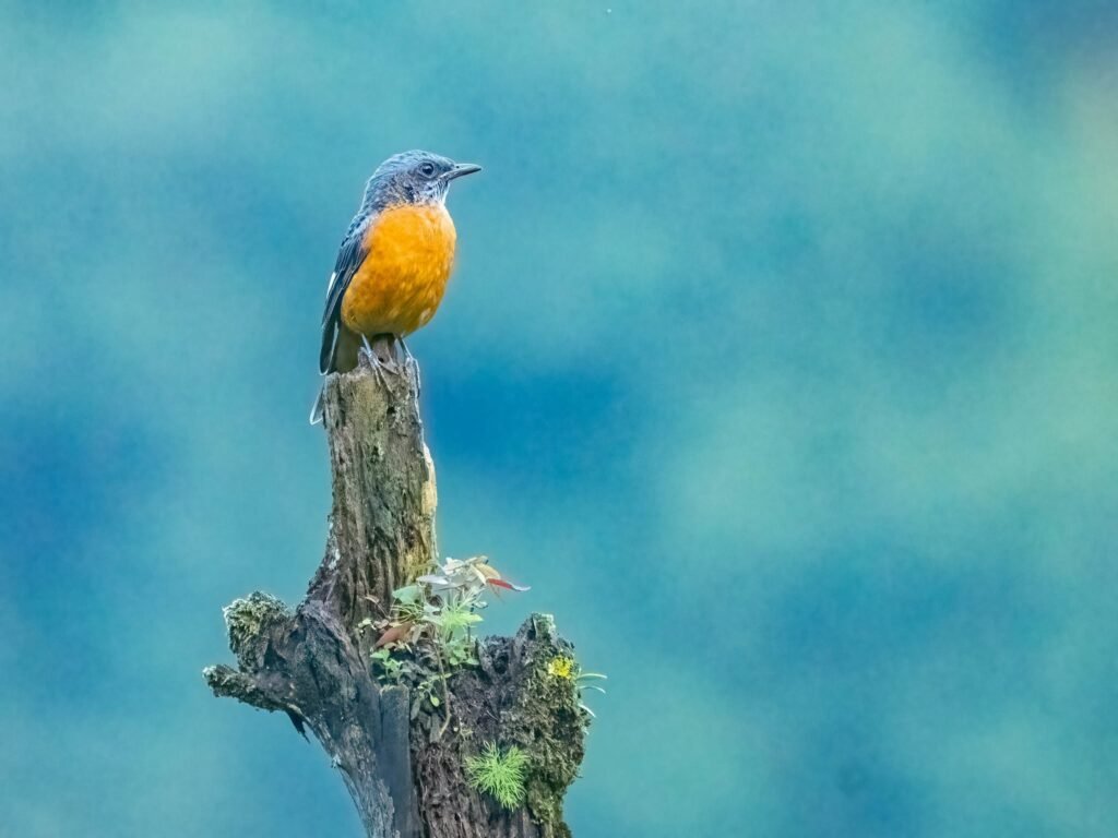 redbreastbird