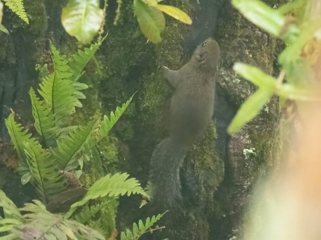 squirrel