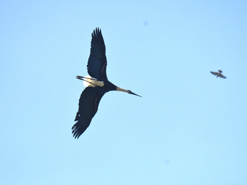 stork