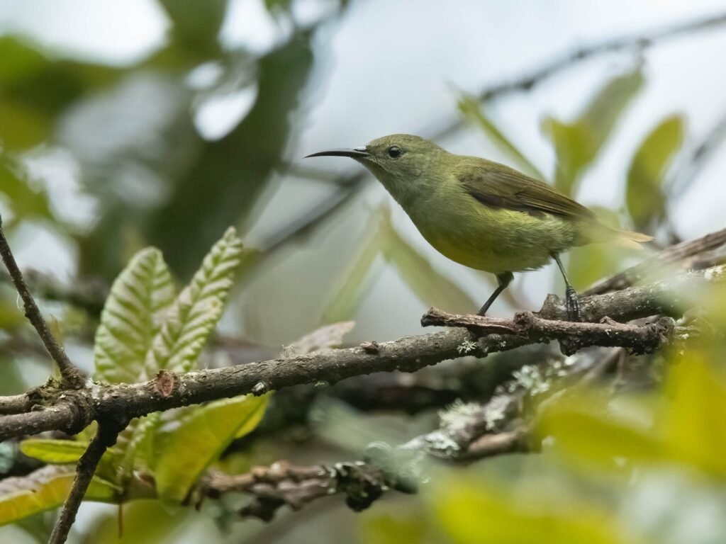 sunbird