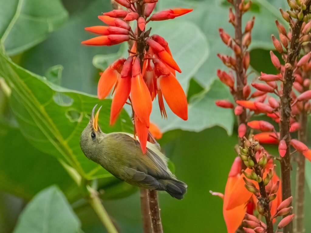 sunbird1