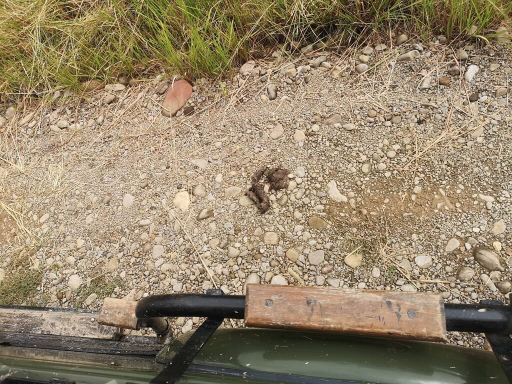 tigerpoo