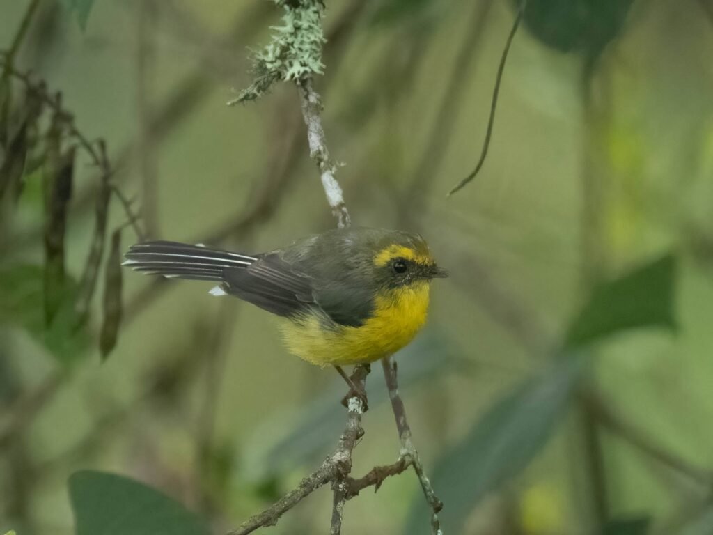 tinyyellowbird