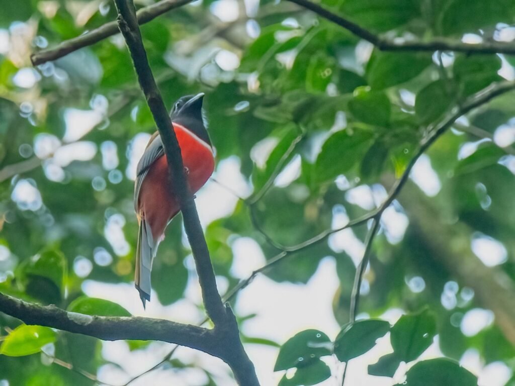 trogon