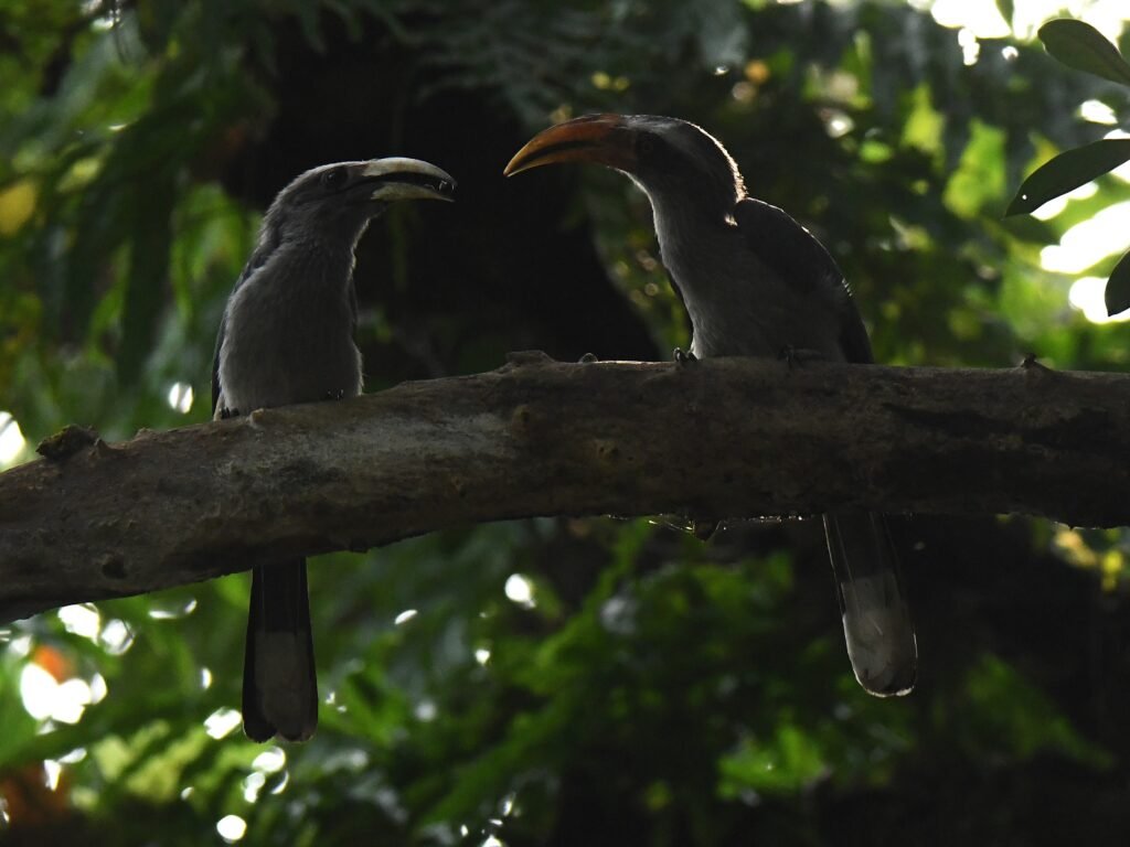 twohornbills
