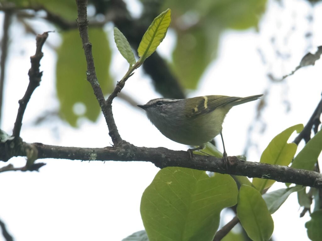 warbler