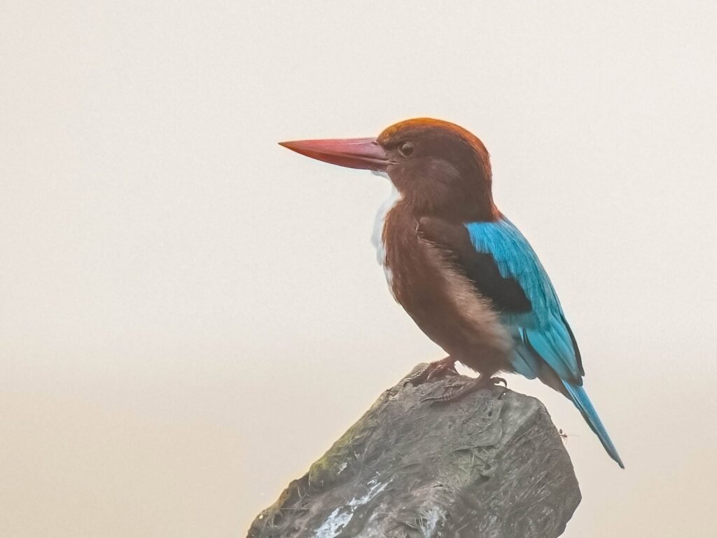 whitefrontedkingfisher