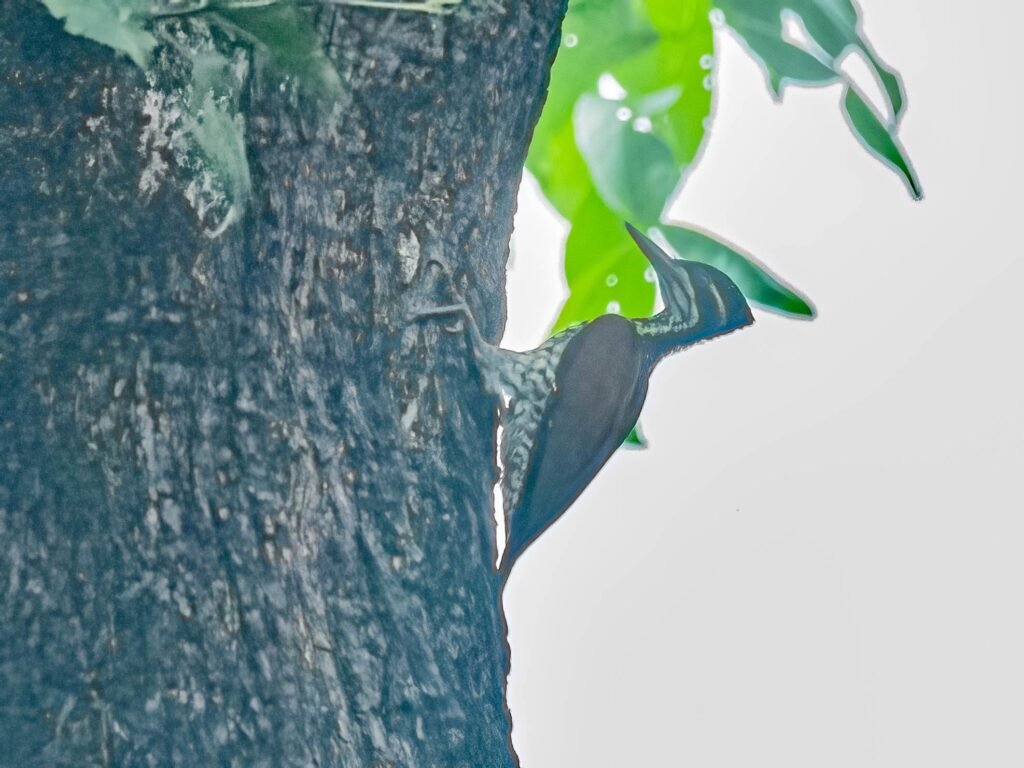 woodpecker1