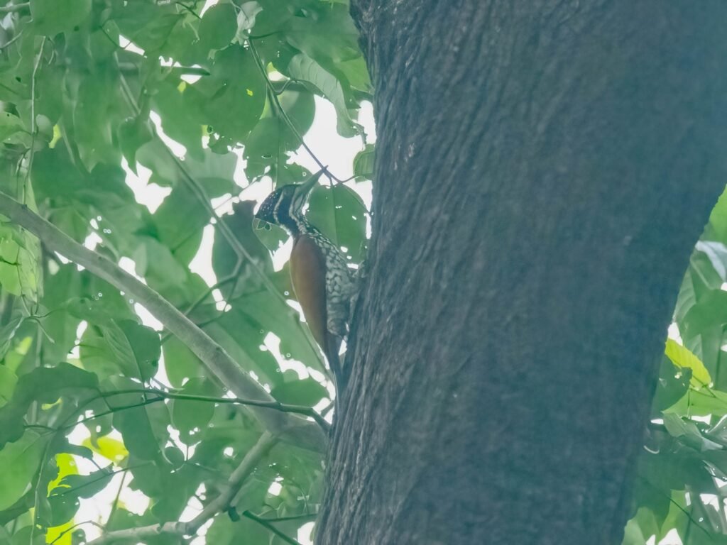 woodpecker2