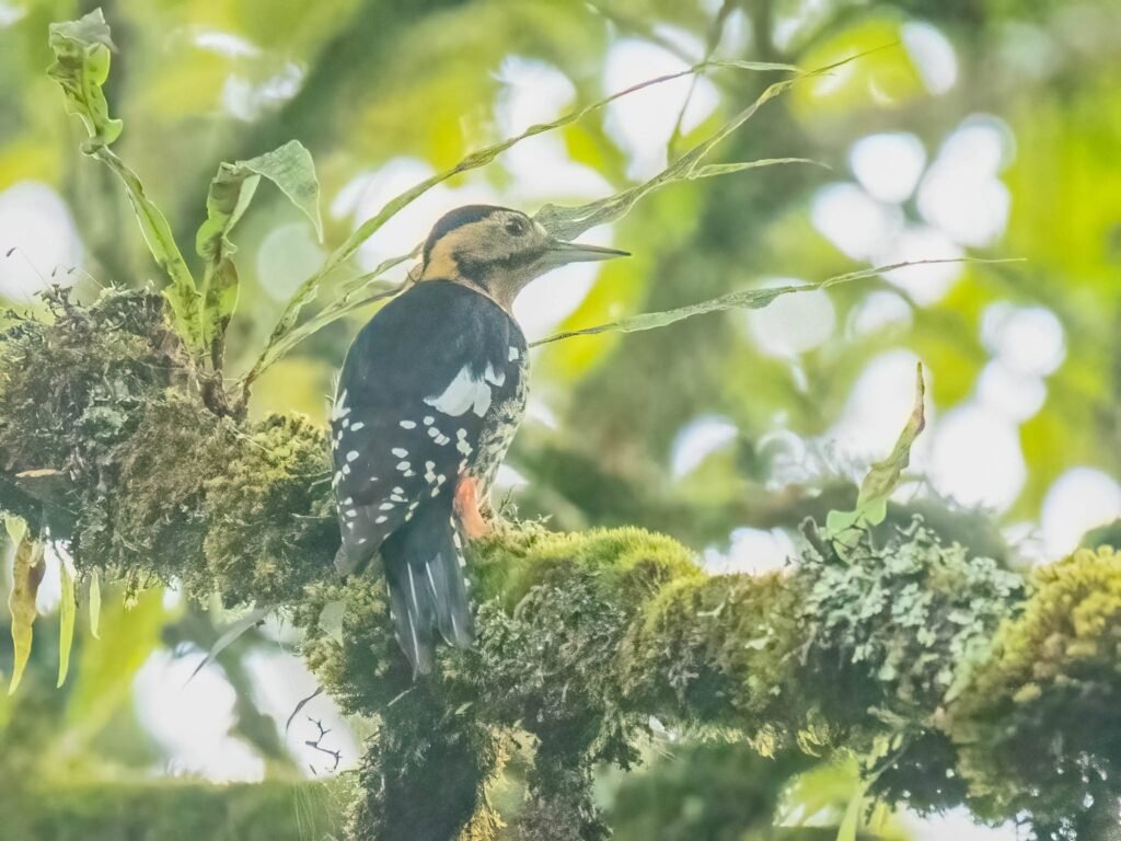 woodpecker3