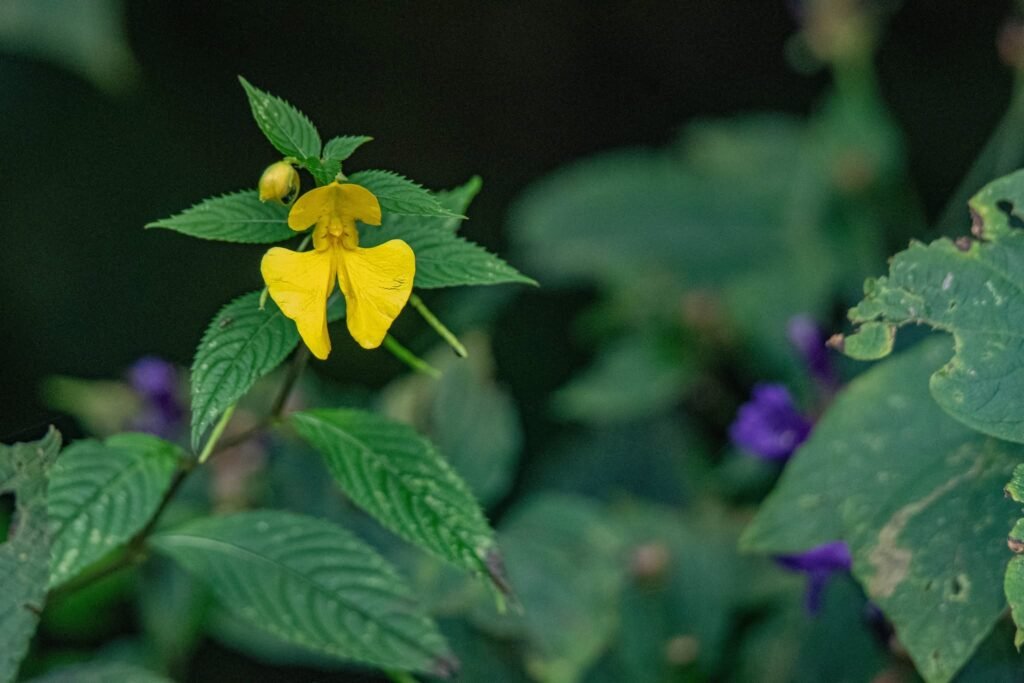 yellowflower