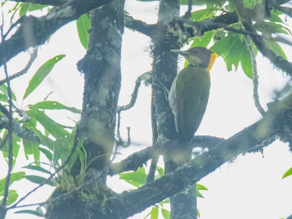 yellownapedwoodpecker